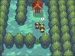 Ilex Forest 2